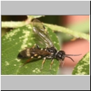 Allantus cinctus - Blattwespe 01b 6-7mm.jpg